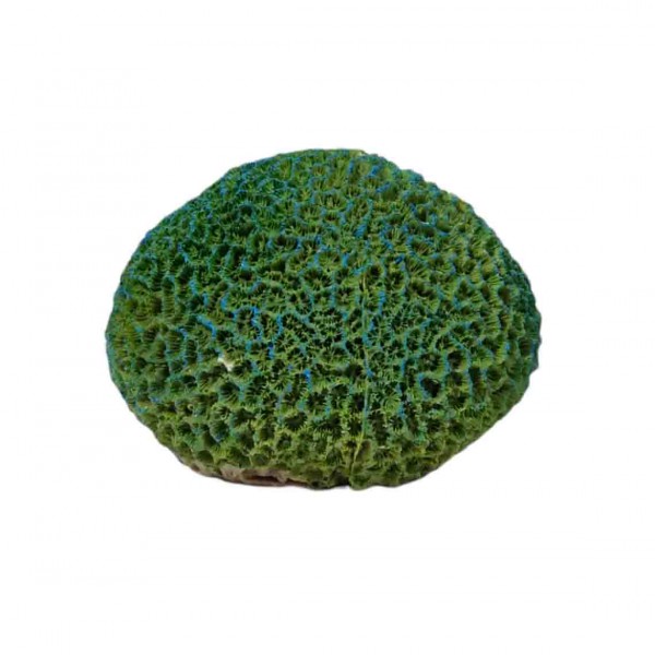 ΔΙΑΚΟΣΜΗΤΙΚΟ ΕΝΥΔΡΕΙΟΥ 12Χ9CM